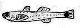 Pseudaphia ferreri